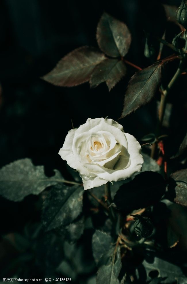 白玫瑰月季图片