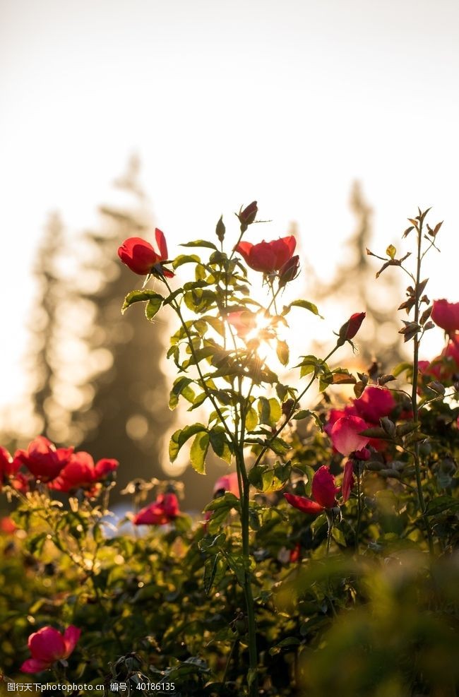 玫瑰花背景月季图片