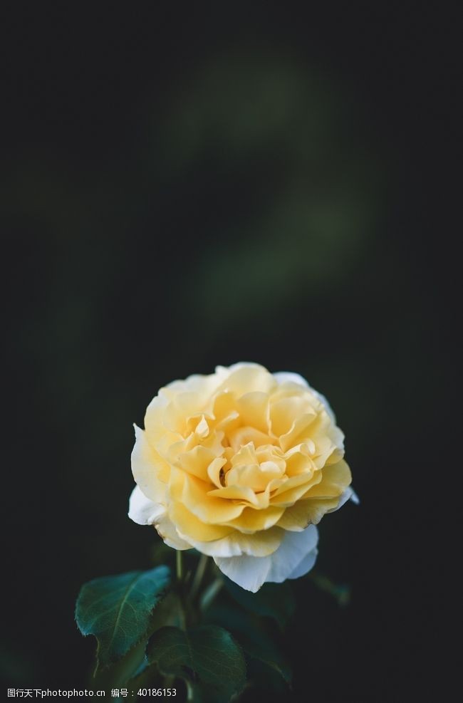 玫瑰花图片月季图片