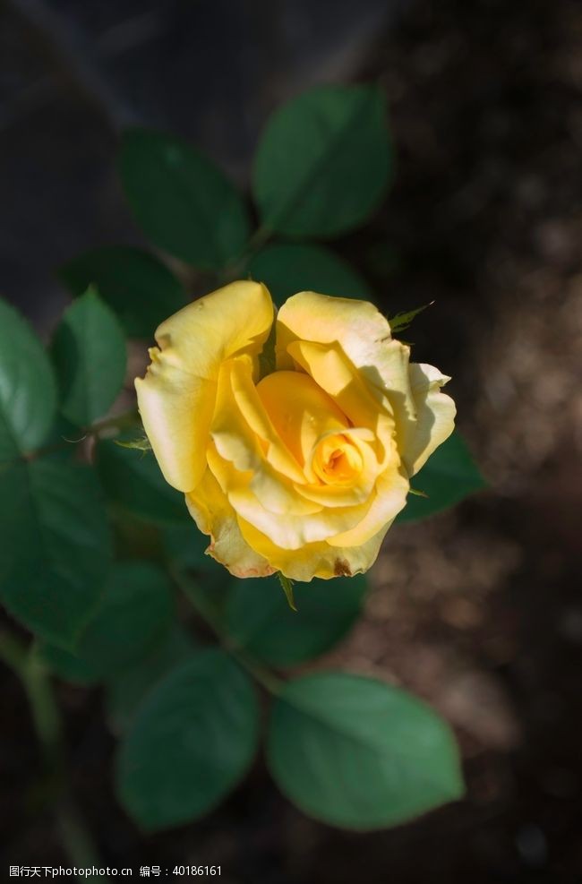 黄玫瑰花月季图片