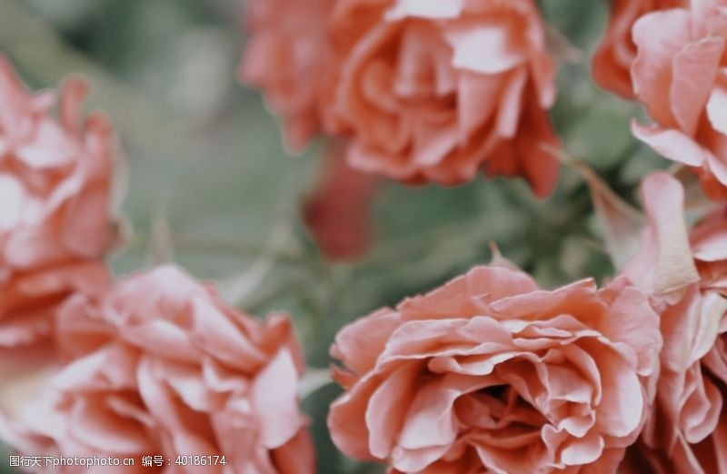 粉玫瑰月季图片
