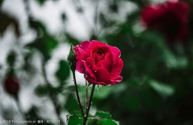 月季蔷薇月季图片