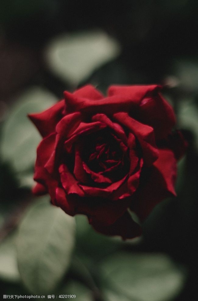 红玫瑰月季图片