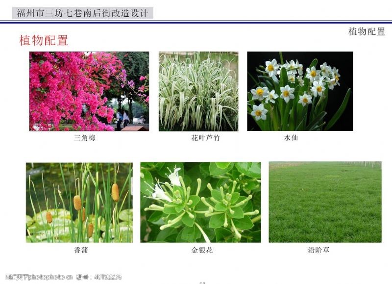 花草植物花朵图片