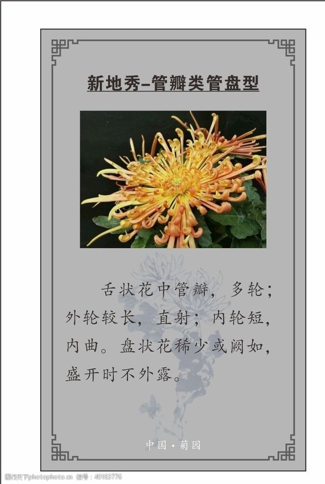 菊菊花植物卡片图片