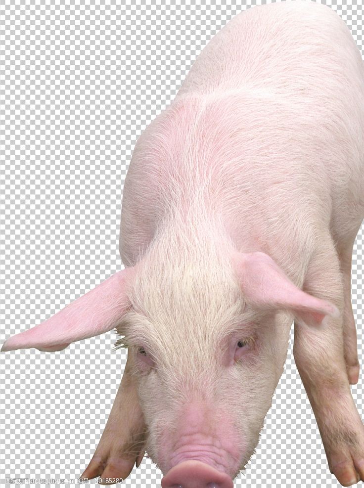 猪动物猪图片