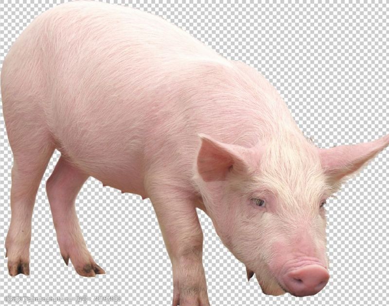 透明猪图片