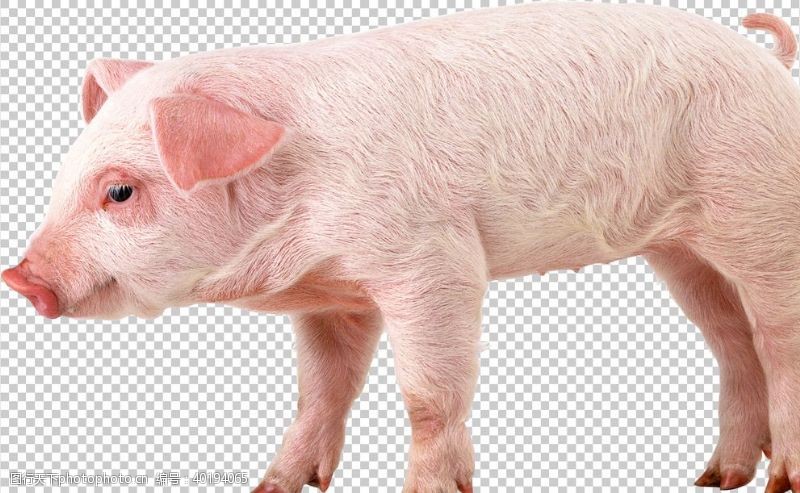 土猪肉猪图片