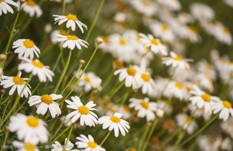 白色花朵白色的雏菊图片