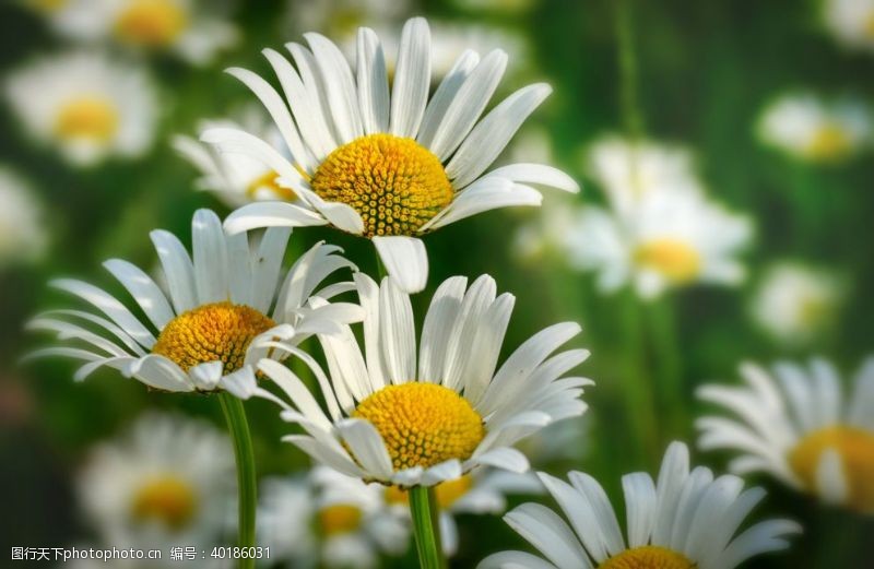 白菊花白色的雏菊图片