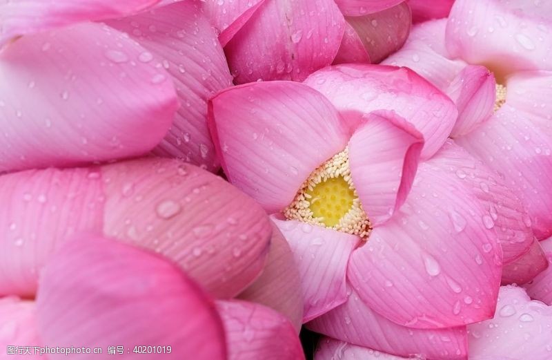 花草树木素材粉色的荷花图片