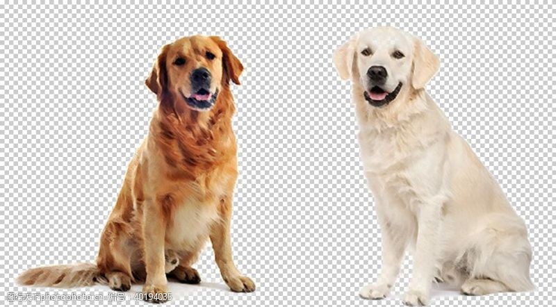大型犬狗图片
