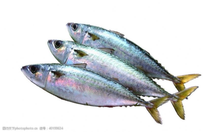 鲅鱼海鲜鱼类海鱼透明免抠素材图片