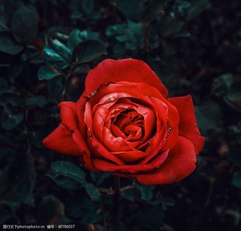 黑枝红玫瑰花图片