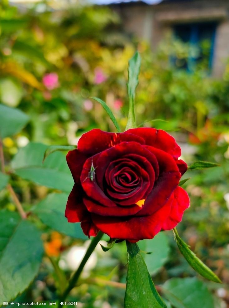 黑枝红玫瑰花图片