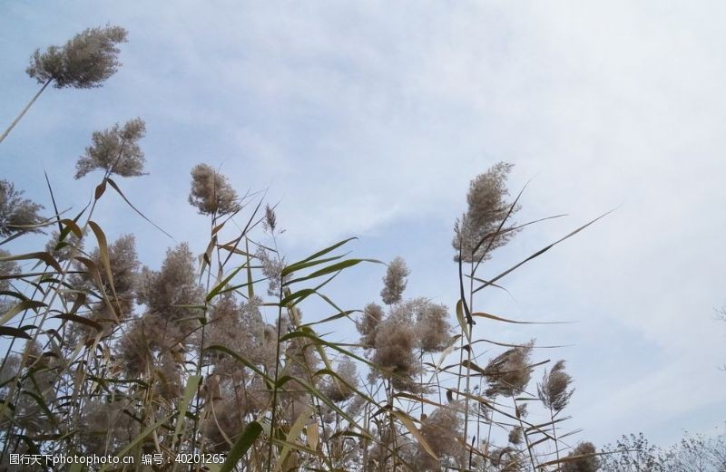 绿水青山芦苇图片