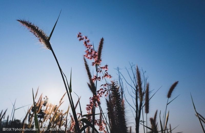 植美人芦苇图片