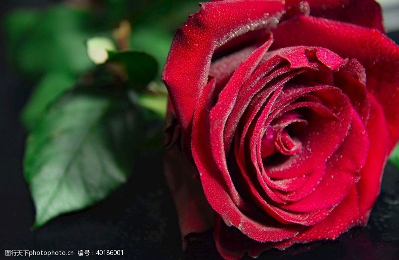 玫瑰花素材玫瑰图片