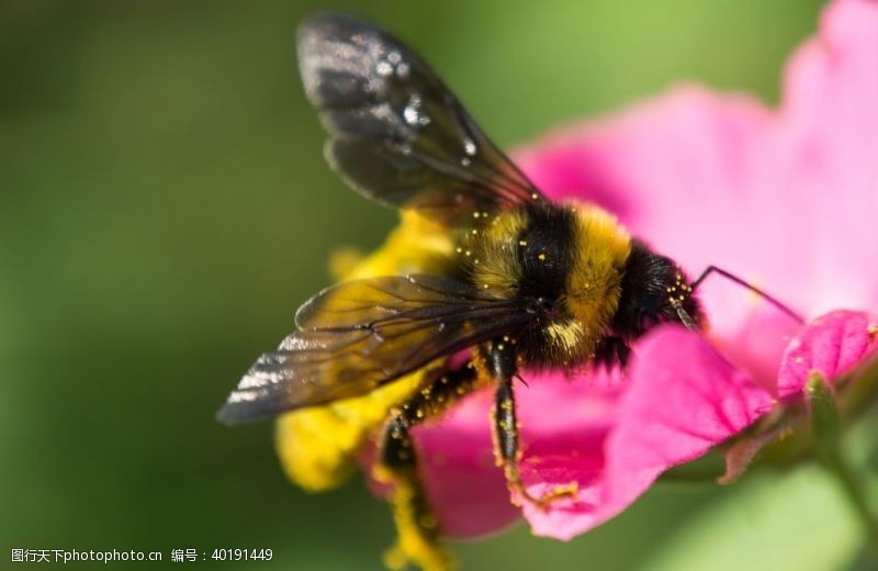 小蜜蜂采蜜蜜蜂图片