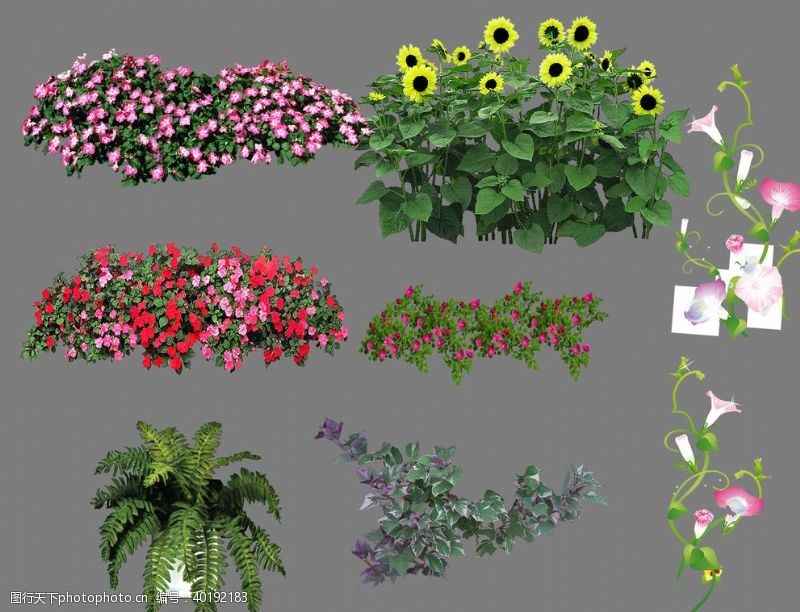 各类花盆栽花素材图片