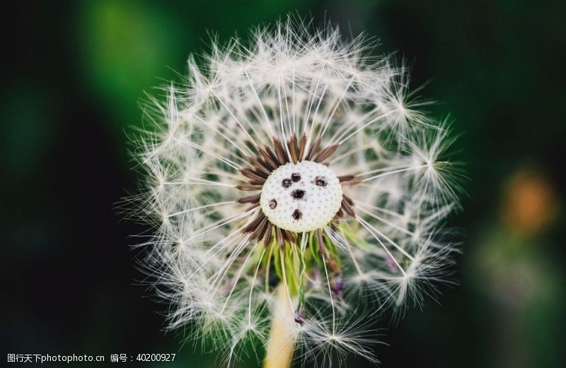 植物蒲公英蒲公英图片