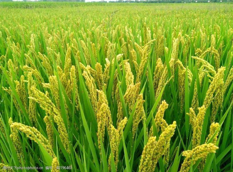 水稻田水稻图图片