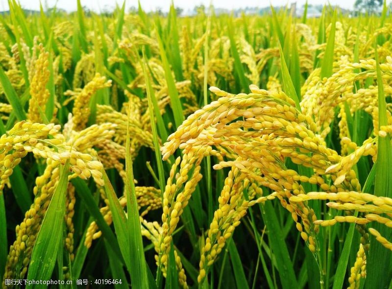 谷子水稻图图片