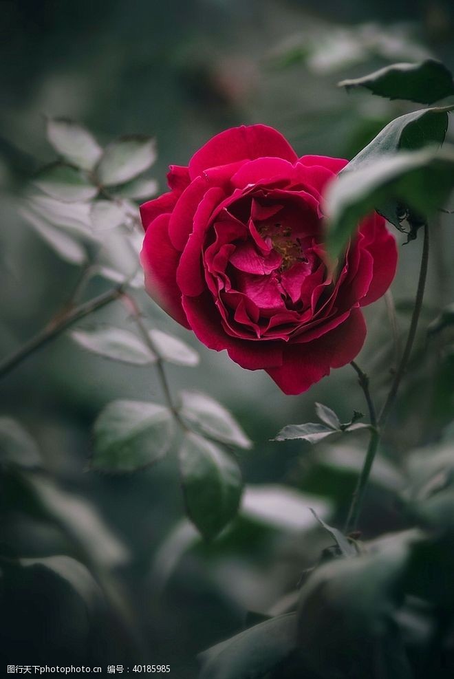 红色玫瑰花鲜红的玫瑰花图片