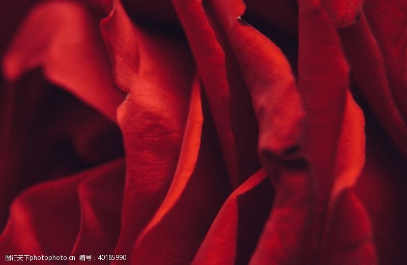 血色鲜红的玫瑰花图片