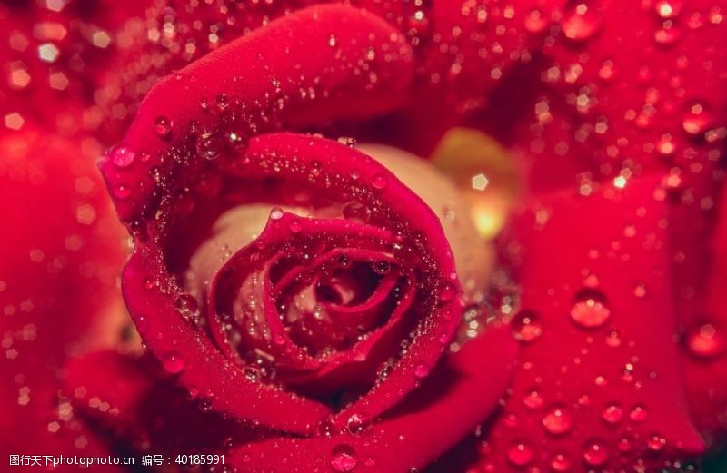 红玫瑰鲜红的玫瑰花图片