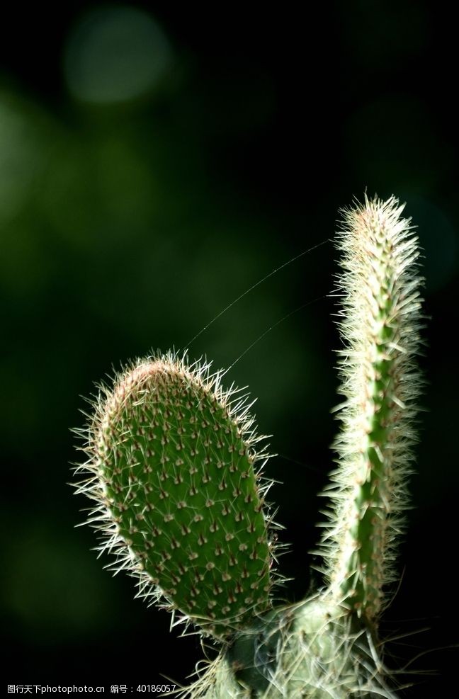 荒漠仙人掌图片