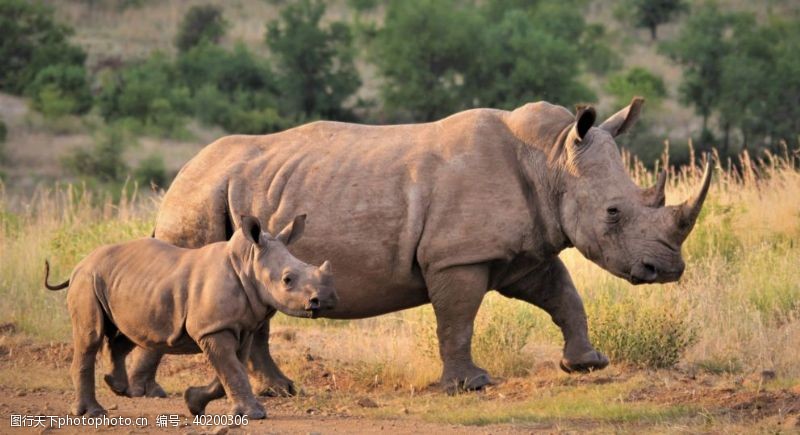 保护动物犀牛图片