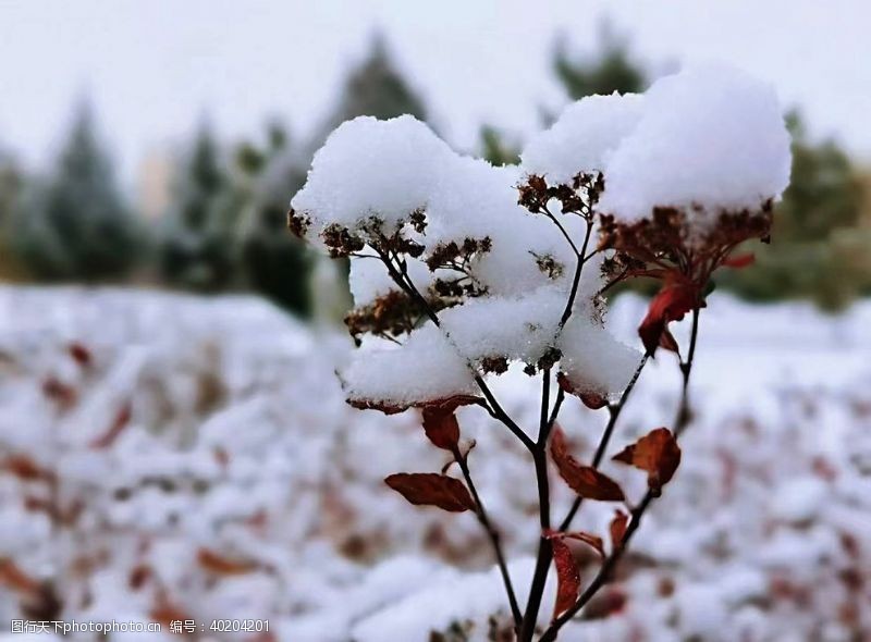 大草原雪景图片