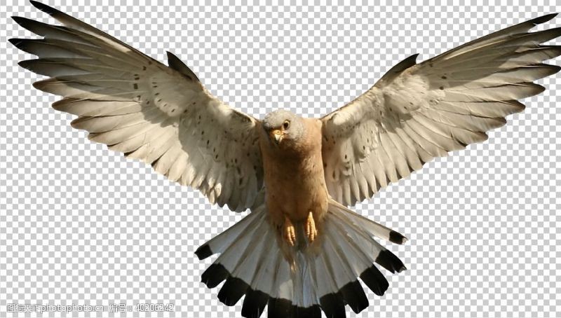 翅膀鹰图片