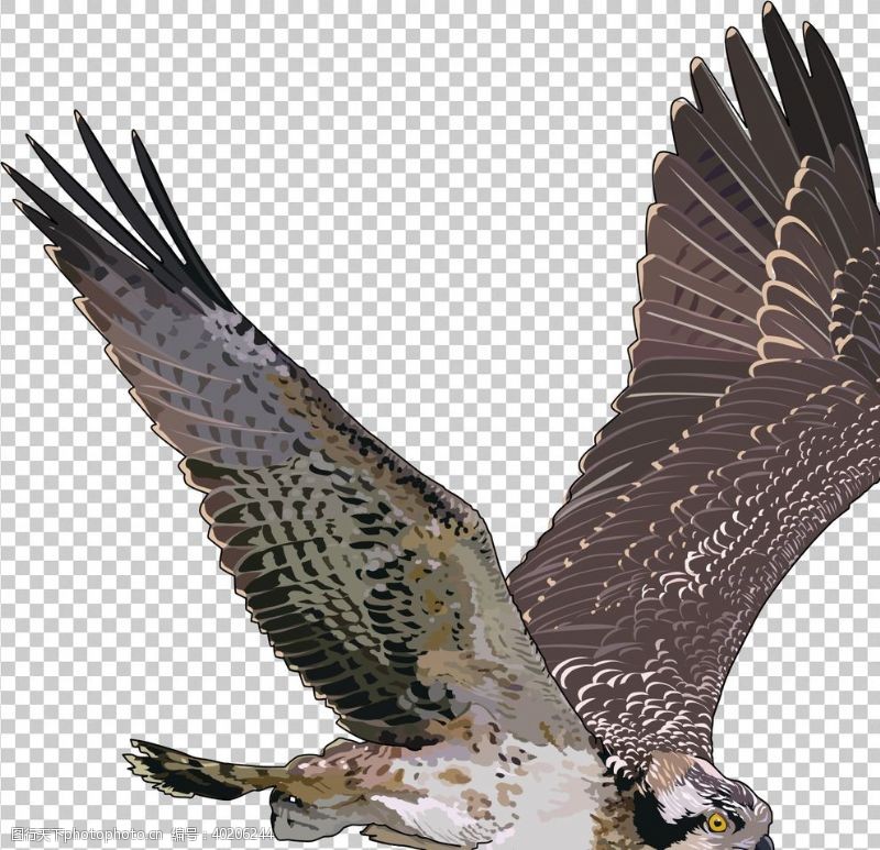 翅膀鹰图片