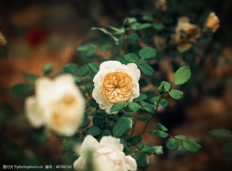 黄玫瑰月季图片