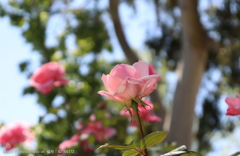 月季花月季图片