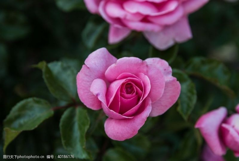 玫瑰花图片月季图片