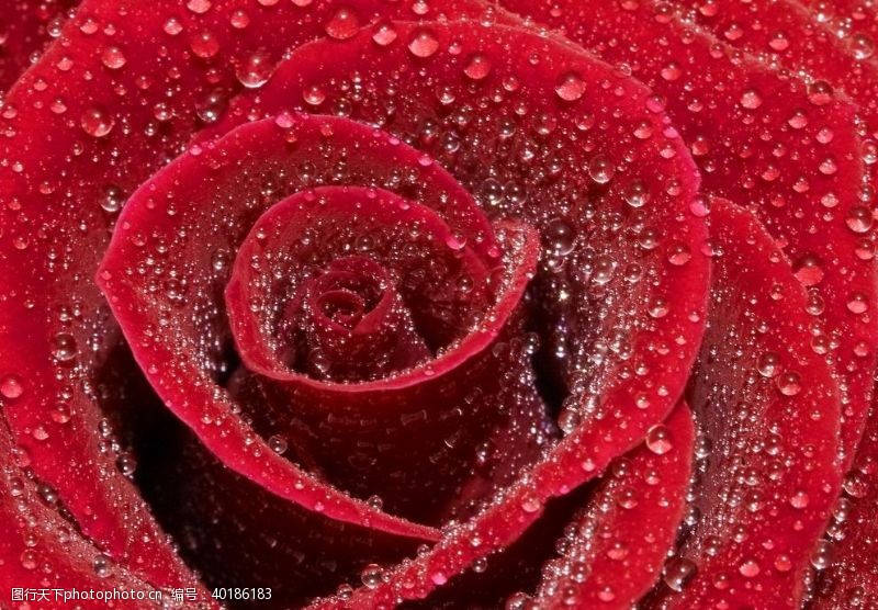 玫瑰花朵月季图片