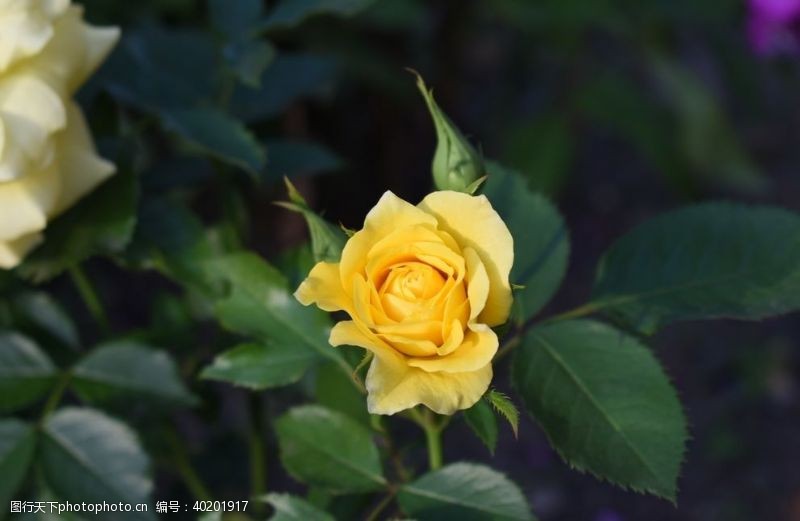 黄玫瑰月季图片
