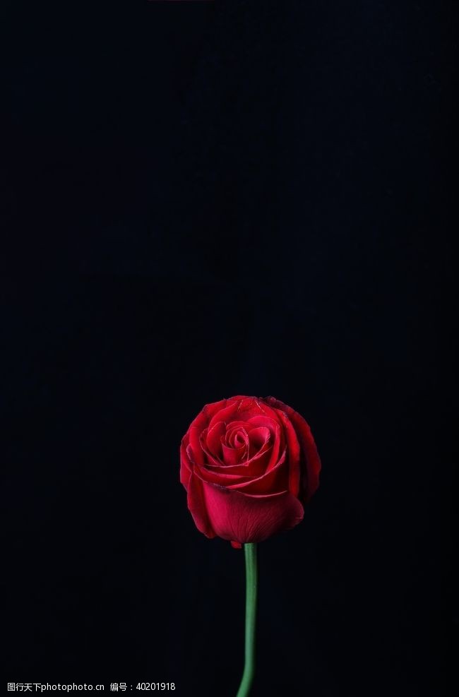 红玫瑰月季图片