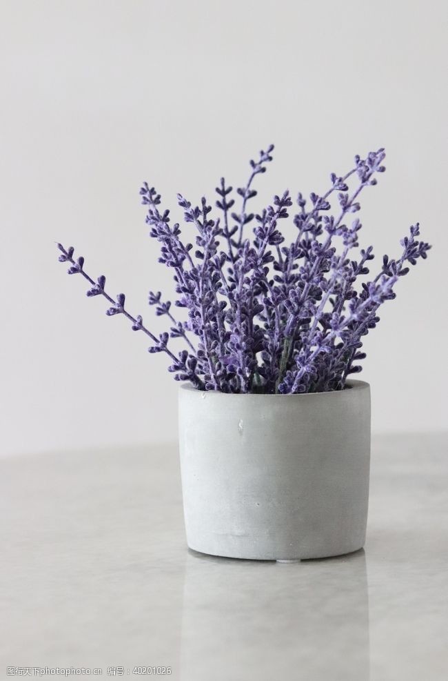 鲜花摄影紫色的薰衣草图片