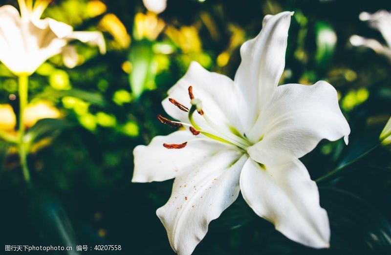 百合花背景百合图片