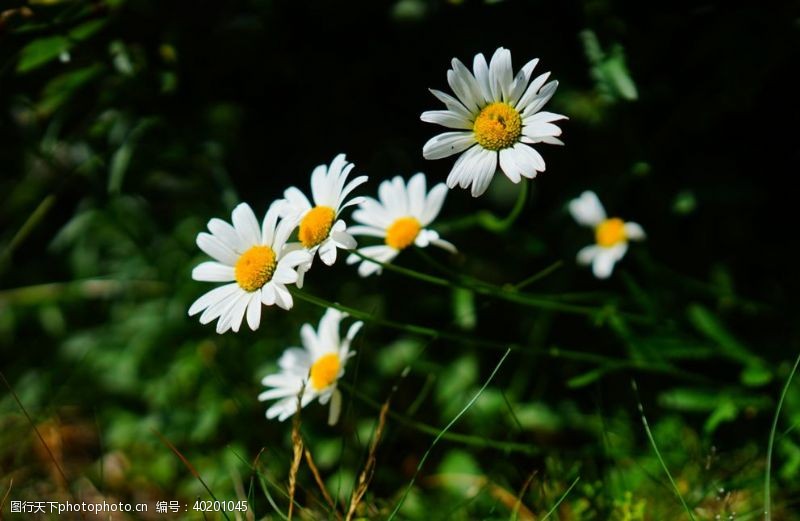 花花白色的雏菊图片