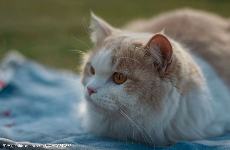 可爱动物宠物猫图片