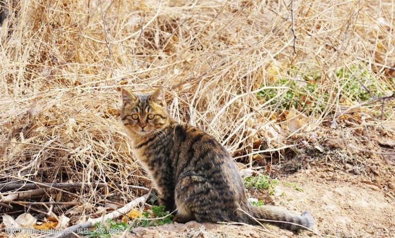 小星星宠物猫图片