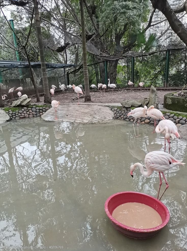 野生动物园火烈鸟图片