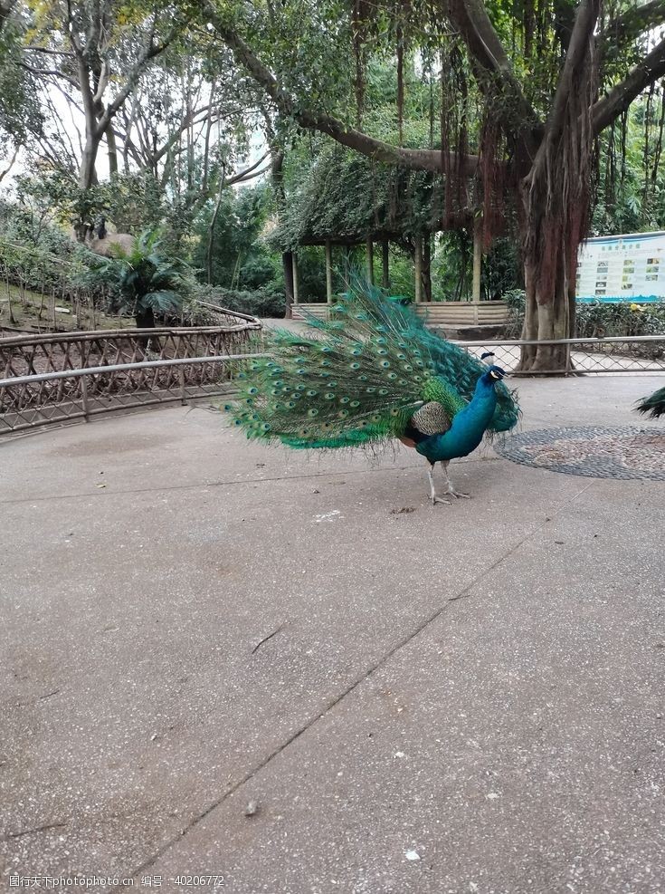 蓝鸟动物园蓝孔雀图片