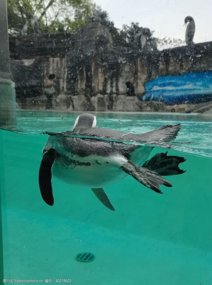 游泳摄影动物园企鹅图片