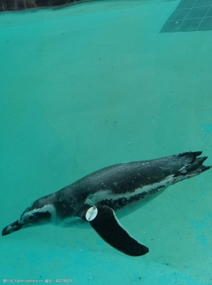 游泳摄影动物园企鹅图片